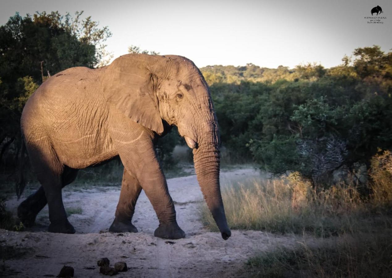 Elephant Plains Game Lodge Réserve de gibier de Sabi Sabi Extérieur photo