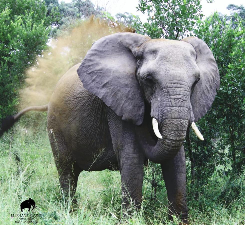 Elephant Plains Game Lodge Réserve de gibier de Sabi Sabi Extérieur photo