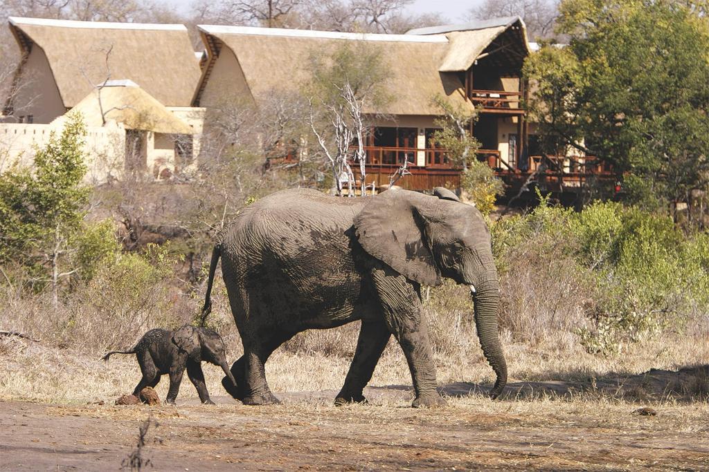 Elephant Plains Game Lodge Réserve de gibier de Sabi Sabi Extérieur photo